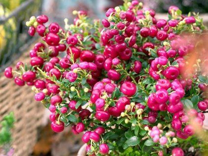 pernetia pink