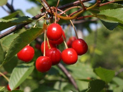 Višeň 'Wczesna Ludwika'  Prunus cerasus '