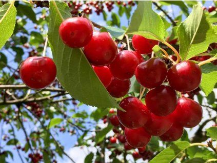 Višeň 'Ludwika'  Prunus cerasus 'Ludwika'