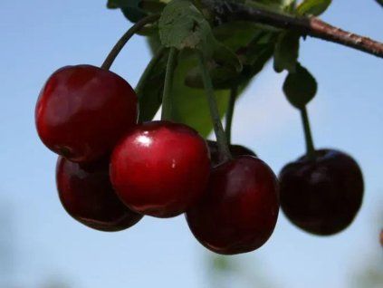 Třešňovišeň 'Korund'  Prunus cerasus 'Korund'