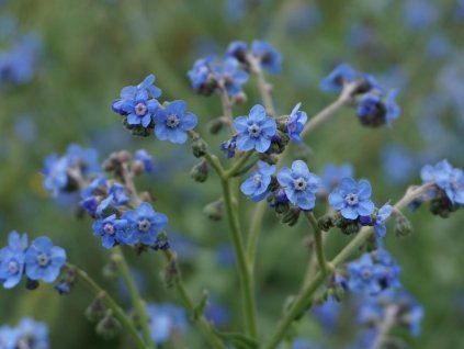 125550 uzanka libezna cinska pomnenka cynoglossum amabile