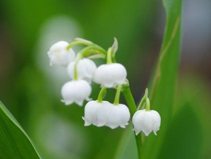 125652 1 convallaria majalis hardwick hall bc nursery 11 5 22 3a050c783d