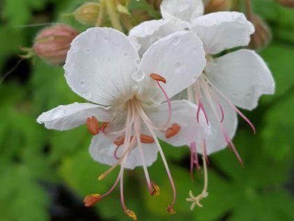 125697 kakost oddenkaty geranimo white geranium macrorrhizum geranimo white