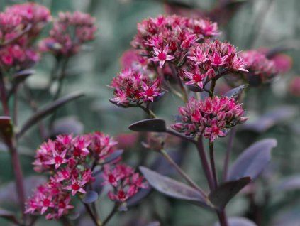 Sedum Plum Dazzled Aug 2022 (1)