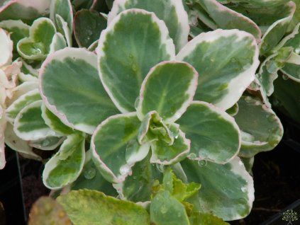 Sedum La Vie Rose (1)