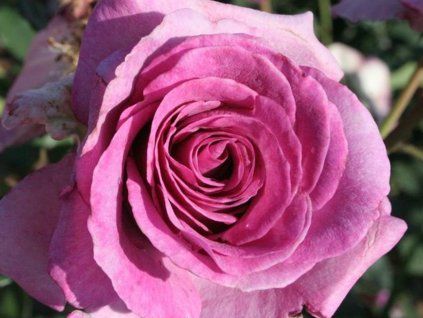 125841 ruze violette parfumee