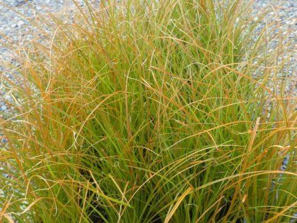 Ostřice 'Prairie Fire' - Carex testacea 'Prairie Fire'  Carex testacea 'Prairie Fire'