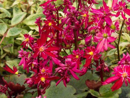 Saxifraga Dancing Pixies Tally (2)