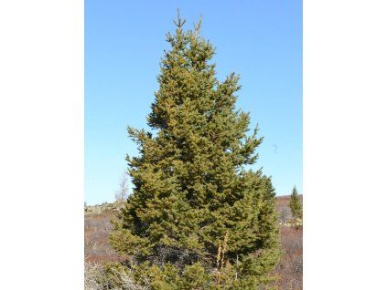 obovata