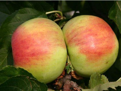 Jabloň 'Královnino'  Malus domestica 'Královnino'