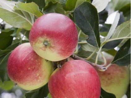 Jabloň 'Degas'  Malus domestica'Degas'