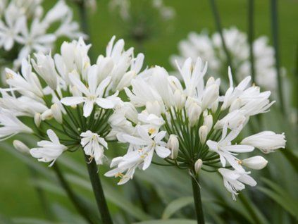 Kalokvět africký  'Albus' - Agapanthus africanus  'Albus'  Agapanthus africanus 'Albus'