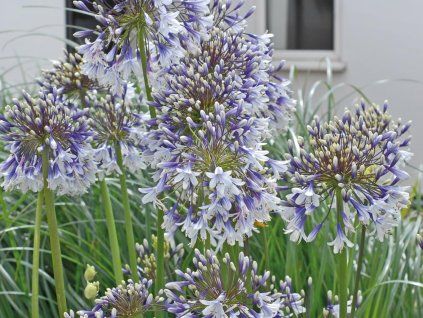 Kalokvět 'Fireworks'  Agapanthus ' Fireworks'
