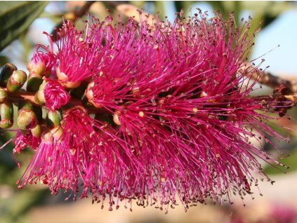 Štětkovec citronový 'Violaceus'  Callistemon citrinus 'Violaceus'