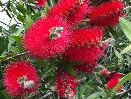 Štětkovec citronový - Callistemon laevis  Callistemon laevis