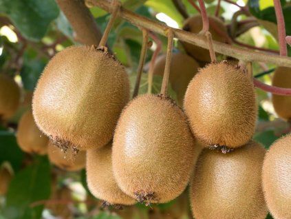 Aktinidie čínská  Actinidia chinensis
