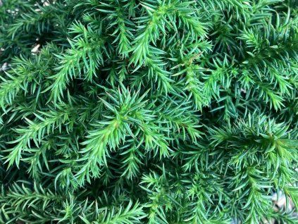 Kryptomerie japonská 'Vilmoriniana'  Cryptomeria japonica 'Vilmoriniana'