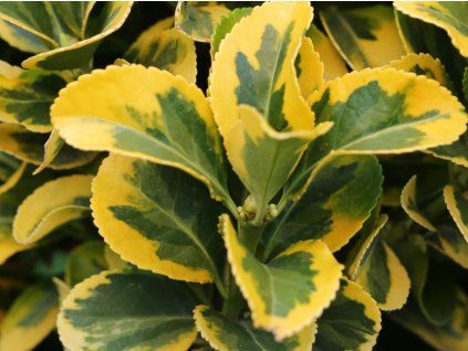 Brslen japonský 'Elegantissimus Aureus'  Euonymus japonicus 'Elegantissimus Aureus'