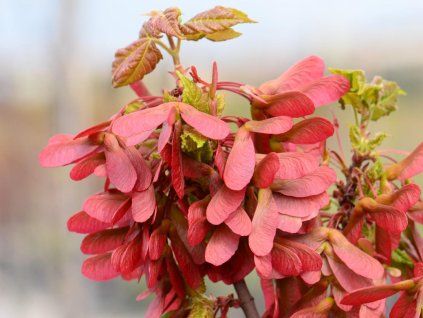 Acer rubrum Joseph VER 9238 scaled