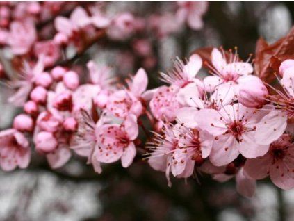 Slivoň myrobalán 'Pissardii'  Prunus cerasifera 'Pissardii'