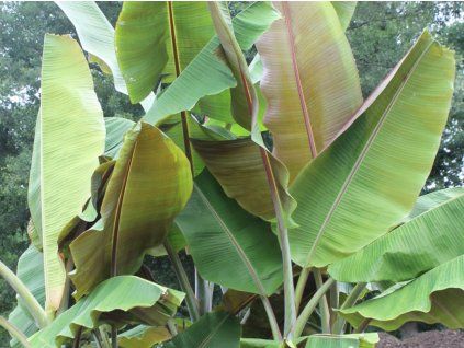 Banánovník 'Helen's hybride'  Musa sikkimensis 'Helen's hybride'