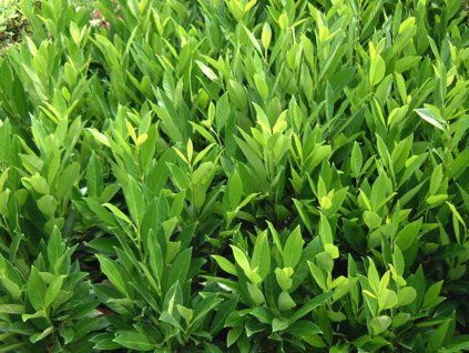 Bobkovišeň lékařská 'Renault Ace'  Prunus laurocerasus 'Renault Ace'