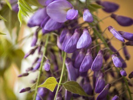 Vistárie vznešená 'Yokohama Fuji'  Wisteria brachybotrys 'Yokohama Fuji'
