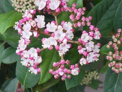 Kalina vavřínová 'Eve Price'  Viburnum tinus 'Eve Price'