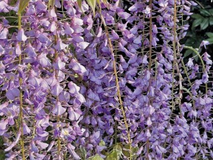 Vistárie 'Ito Koku Riu'  Wisteria 'Ito Koku Riu'