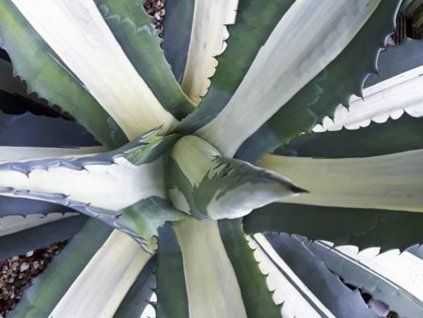 Agáve americká 'Mediopicta'  Agave americana 'Mediopicta'