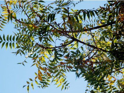 18 2 Pistacia chinensis fulles scaled 1100x800
