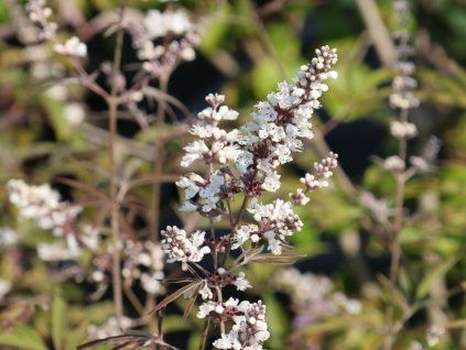 Drmek obecný 'Alba'  Vitex agnus-castus 'Alba'