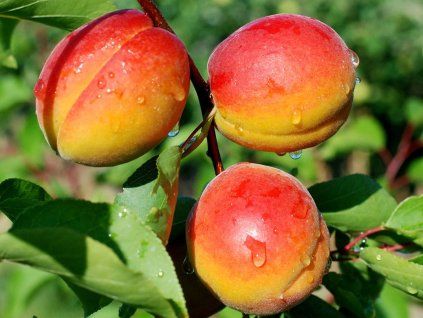 Meruňka 'Mia'  Prunus armeniaca 'Mia'