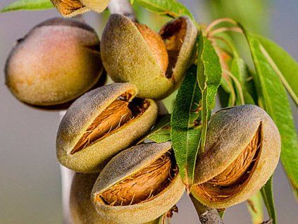 Mandloň 'Tétényi Bőtermő'  Prunus amygdalus 'Tétényi Bőtermő'