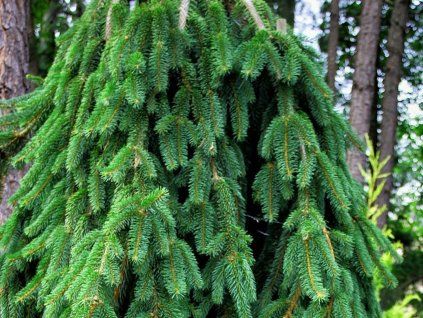 Smrk ztepilý 'Cobra'  Picea abies 'Cobra'