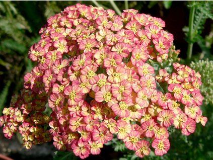 Řebříček obecný 'Tricolor'  Achillea milefolium 'Tricolor'