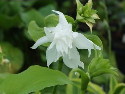 Bohyška jitrocelová 'Aphrodite'  Hosta plantaginea 'Aphrodite'