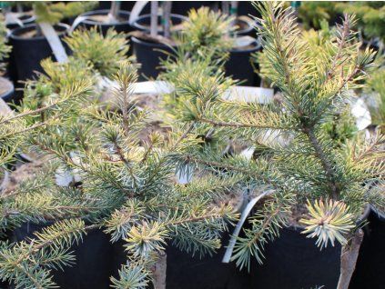 Smrk omorika 'Golden Rain'  Picea omorika 'Golden Rain'