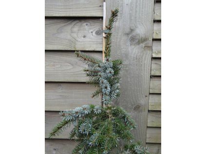 Smrk omorika 'Radloff'  Picea omorika 'Radloff'