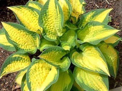 Bohyška 'Orange Marmelade'  Hosta 'Orange Marmelade'