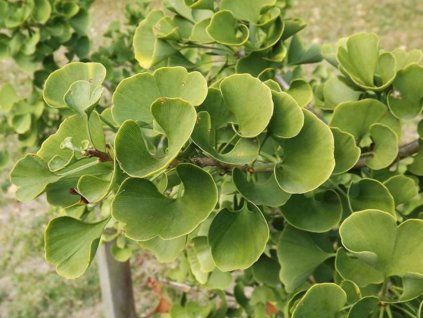 jade