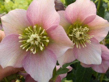 helleborus pretty elen pink 1