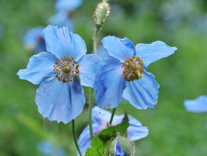 Meconopsis betonicifolia