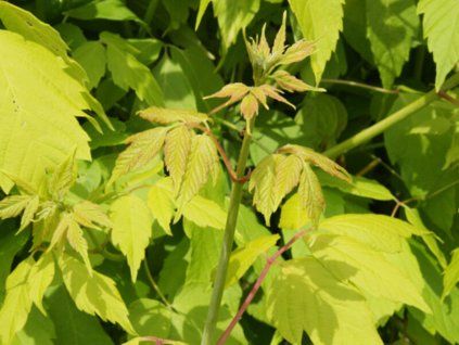 acer davidii Madeline Spitta
