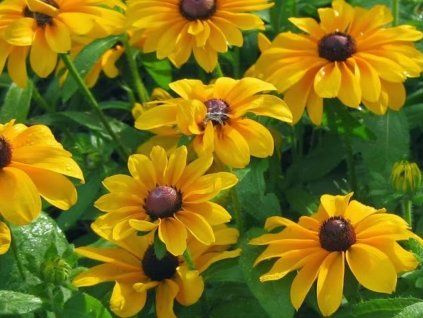 Třapatka (rudbékie) srstnatá 'Tiger Eye Gold'  Rudbeckia hirta 'Tiger Eye Gold'
