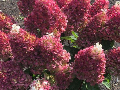 hydrangea paniculata living red velvet