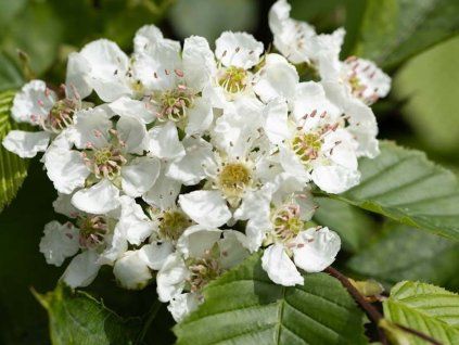 Hloh 'Big Golden Star'  Crataegus pinnatifida 'Big Golden Star'