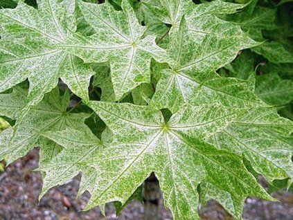 acer platanoides walderssei
