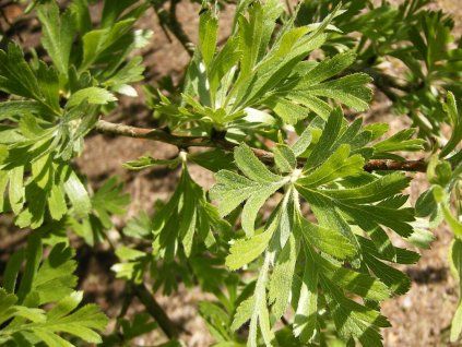 Hloh vratičolistý  Crataegus tanacetifolia