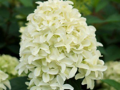 Hortenzie latnatá Skyfall 'Frenne'  Hydrangea paniculata Skyfall 'Frenne'